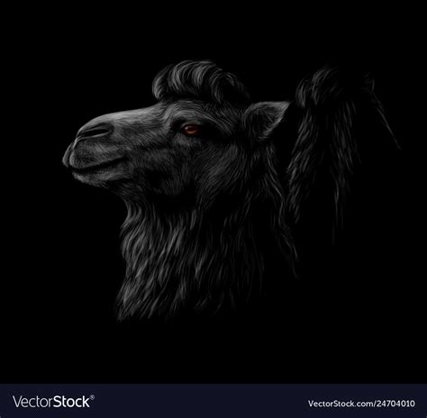 Portrait of a camel head on a black background Vector Image