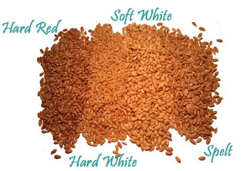 Hard Red Winter Wheat Berries | Bulk Natural Foods