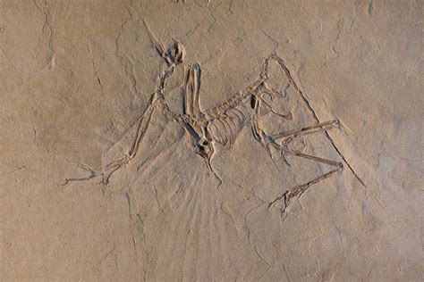 Dinosaur fossil may be a whole new species of the first birds | New Scientist