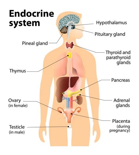 Overview of the Endocrine System | US EPA