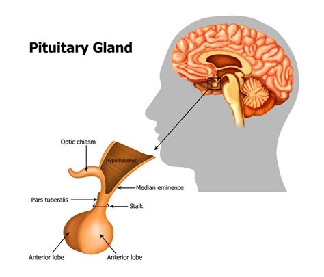 The Extraordinary Pituitary – Vital Health