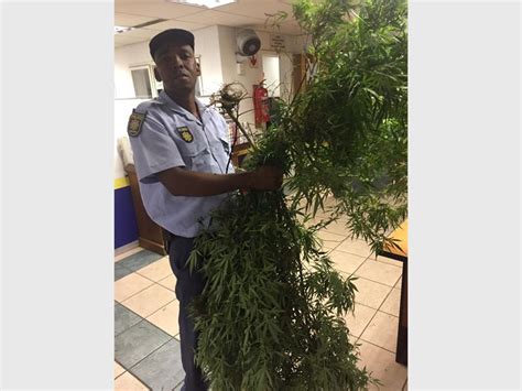 30kg of dagga plants found at Bryanston construction site | Fourways Review