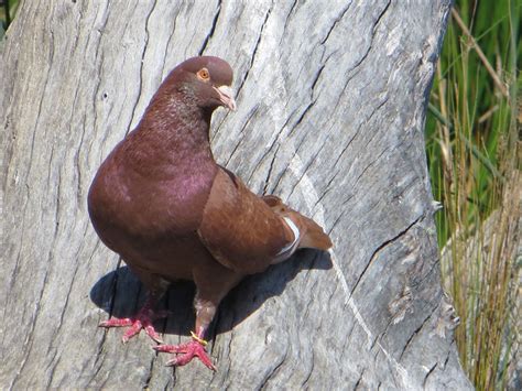 Majura birds: Racing Pigeon