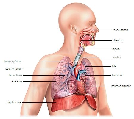 Feuille Échangeable sortie schéma du système respiratoire Oswald Athlétique Dix