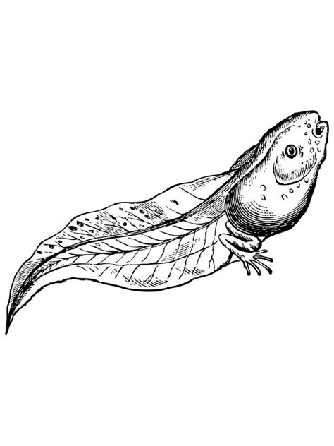 Tadpole Drawing at GetDrawings | Free download