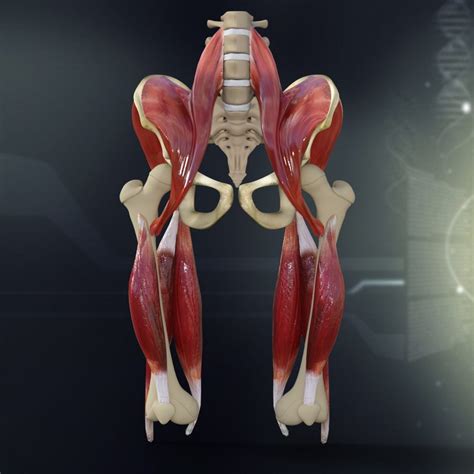 lightwave human pelvis muscle bone anatomy