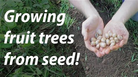 Growing Fruit Trees from Seed (and nuts, too!) (Day 14 of 30) - YouTube