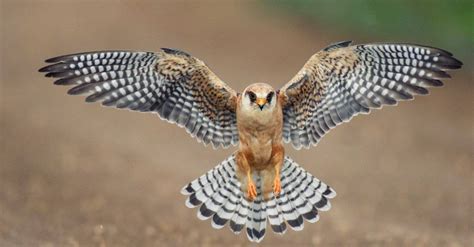 10 Incredible Falcon Facts - AZ Animals