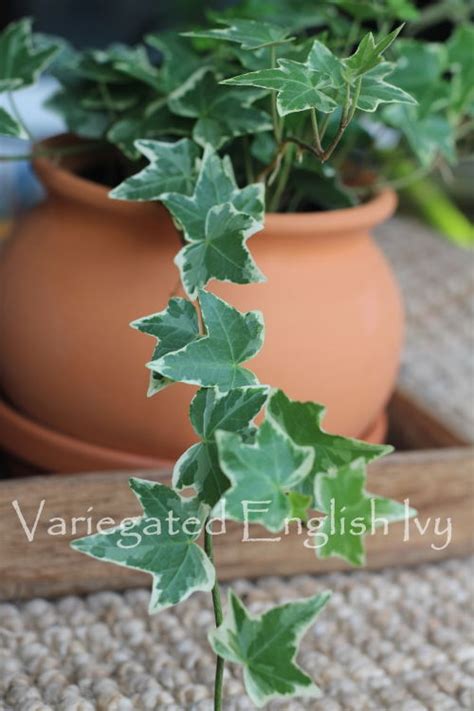 English Ivy Plant Care - Develop Hedera helix as a Houseplant - Batang Tabon