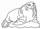 Walrus coloring Page  Animals Town Animal color Sheets Picture sketch template