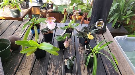 Paphiopedilum care - YouTube