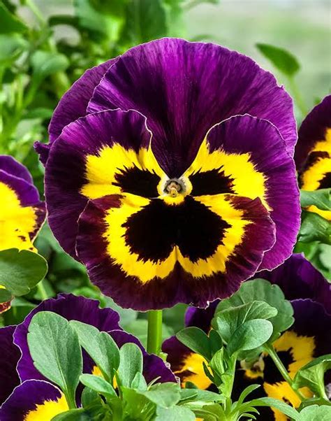 About pansy plants and Plantation Guidelines - Urban plants - Urban Plants™