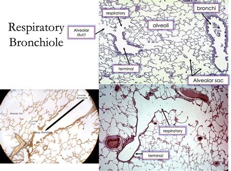 Respiratory - Respiratory & Terminal Bronchiole - Alveoli - Histology ...