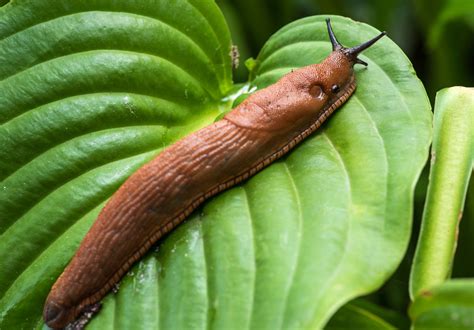 How to Get Rid of Slugs - Newsweek