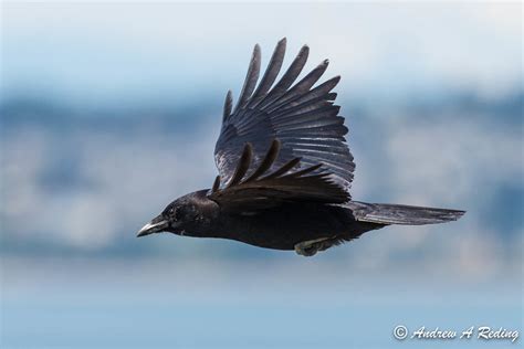 As the Crow Flies | BirdNote