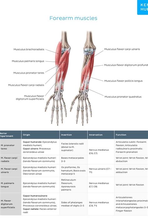 Upper Limb: Muscle Charts | Muscle anatomy, Muscle chart anatomy, Muscle