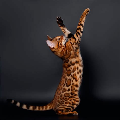 Bengal Kittens and Cats - Royal Bengal Cattery - Bengal Cats and Kittens