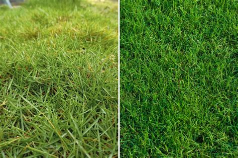 Which Grass Type Is Better: Zoysia vs Bermuda