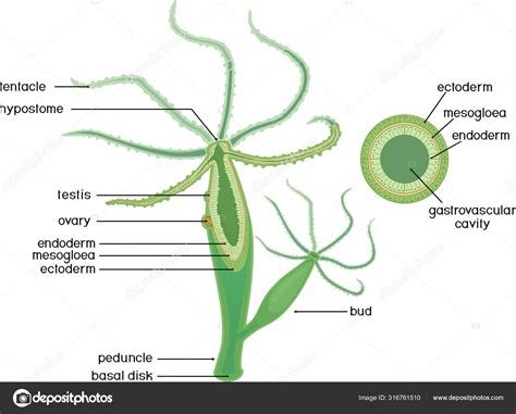 Hydra Cnidaria Diagram