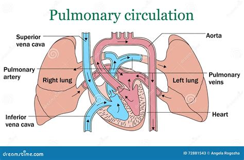 Vector De La Circulación Pulmonar Ilustración del Vector - Imagen: 72881543