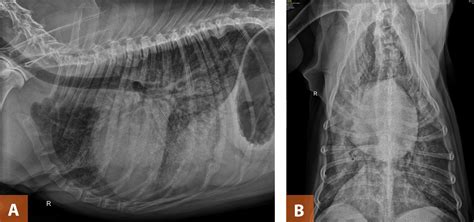 Congestive Heart Failure in Dogs: Treatment and Management