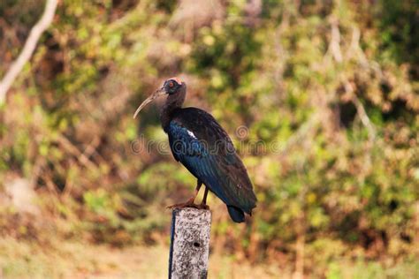 Black ibis flying stock image. Image of bird, spot, pond - 118931429