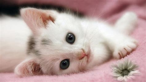 30 Cute and Lovely Cat Wallpapers for Desktop