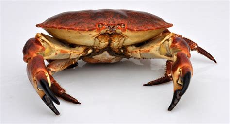 Brown Crab (Cancer pagurus) – Live Irish Shellfish