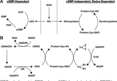 S-Nitrosylation | Semantic Scholar