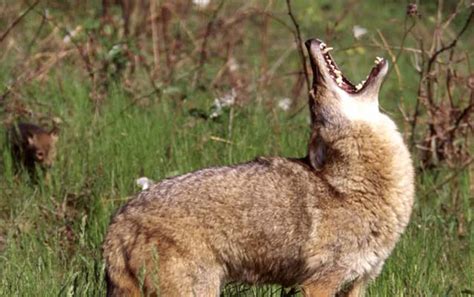 Prairie Animals - Homestead National Monument of America (U.S. National ...