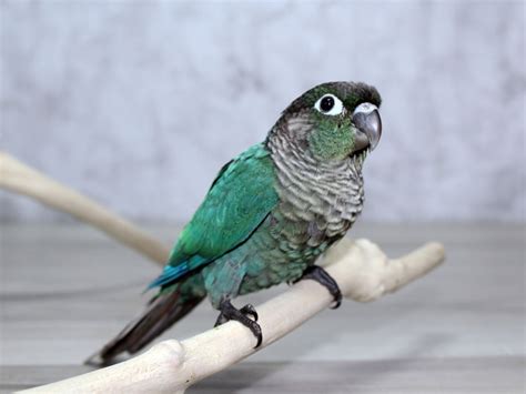 Turquoise Green Cheek Conure-BIRD---3200030-Petland Lewis Center