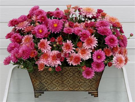 FALL GARDEN MUMS IN ARRANGEMENTS - Sowing the Seeds