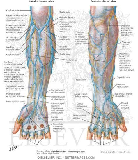 anatomy veins of the hand and forearm | Medical knowledge, Superficial ...