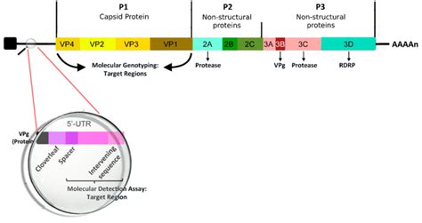 The genomic structure of Human Rhinovirus. | Download Scientific Diagram