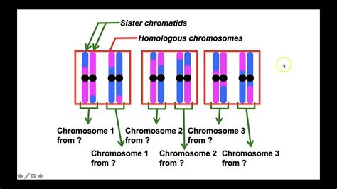 What are haplotype blocks in population and evolutionary genetics ...