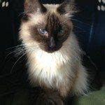 Reiki For Mama Cat- Kittens Adopted - Reiki Fur Babies