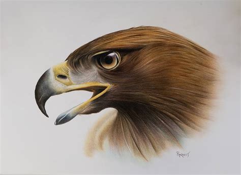 Golden Eagle Drawing by Kyle Rinquest | Saatchi Art