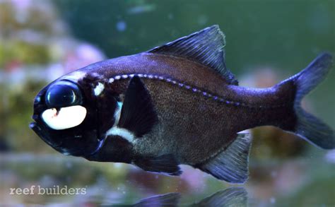 Can't See? Just Use Your Handy Dandy Flashlight Fish! | Featured Creature