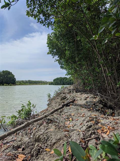 Mangrove Forests in Indonesia Stock Photo - Image of flower, leaf: 262585224