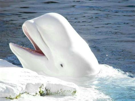 An Arctic Beluga | Beluga whale, White whale, Beluga