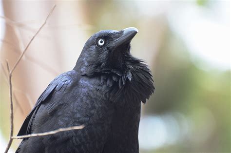 Paying Ready Attention - Photo Gallery: World Bird Wednesday - Australian Raven