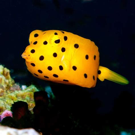 10 Fun Facts About the Boxfish - Factopolis