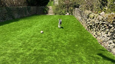 Artificial Grass for Dogs – The Perfect Solution for Pet Owners | Senator Malcolm Roberts