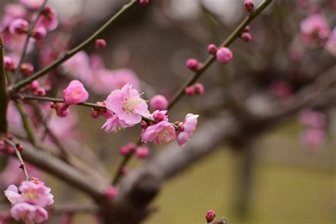 Free download | HD wallpaper: plum, flowers, extension tubes, flowering ...