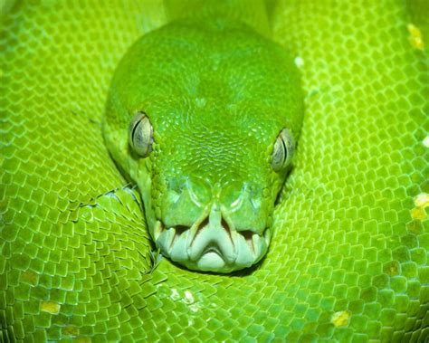 Green tree python Wallpapers - HD Wallpapers 2985