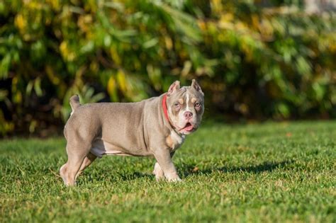 American Pocket Bully: Temperament, Appearance, & Care – PawSafe