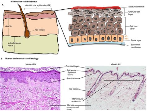 4. Structure of mammalian skin epidermis. (A) Schematic diagram of... | Download Scientific Diagram