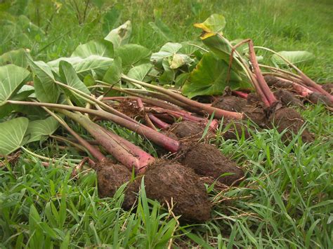 Calories in Taro | Taro plant, Food garden, Taro