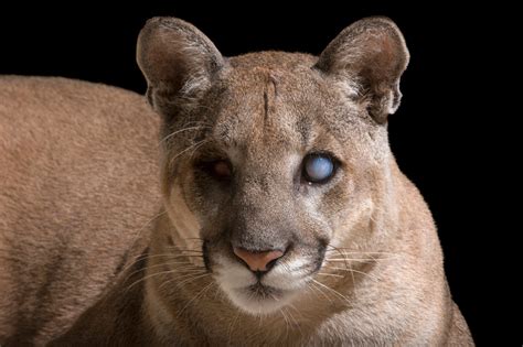 ANI105-00034 - Joel Sartore