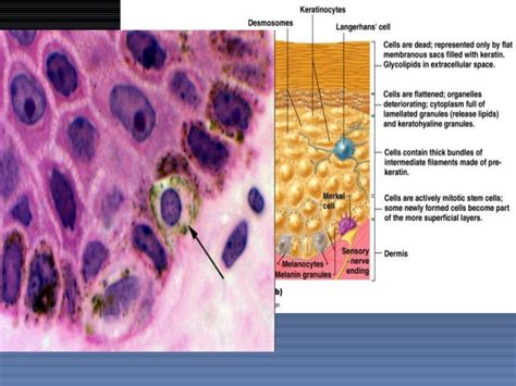 Merkel Discs Histology / Skin - Slide #4 : Here, the myocardial cells ...